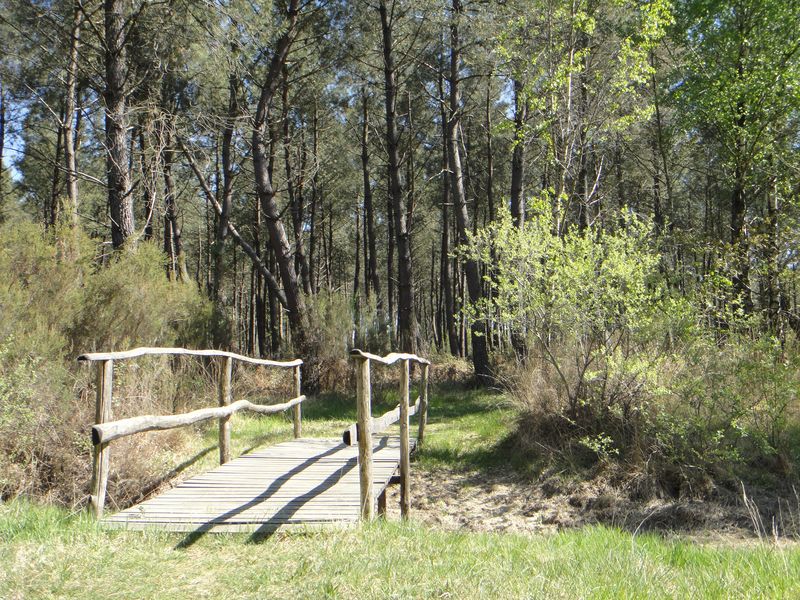 La Filière Forêt Bois en Auvergne