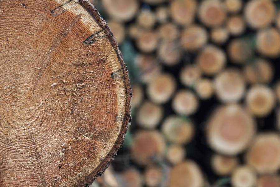 Quelle est la qualité du bois épicéa ?